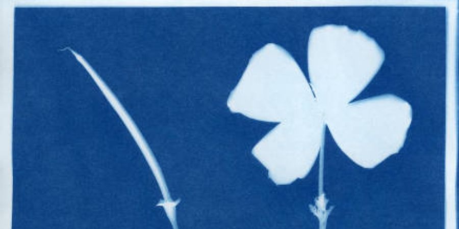 image - Atelier : découverte du cyanotype (technique photo)