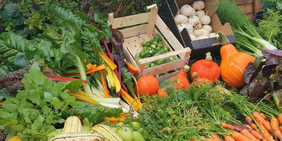 image - Formation au potager en permaculture