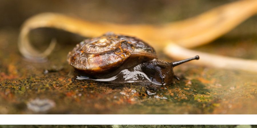 image - Balade nature à l'Abbaye