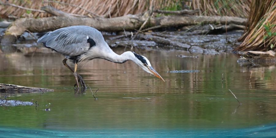 image - Wallonie Sauvage - Biodiversité