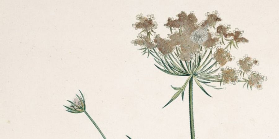 image - FLEUR DE CAROTTE