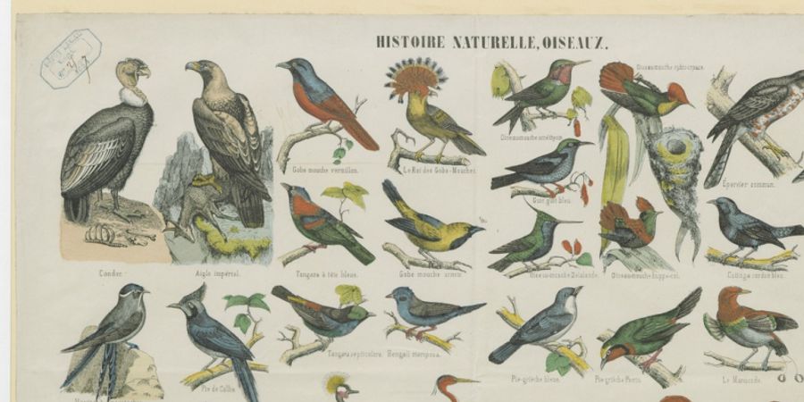 image - LE KARAOKÉ DES OISEAUX