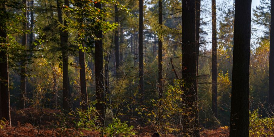 image - Les nuits d'encre | Balade contée familiale de printemps