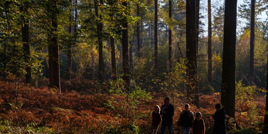 image - Les nuits d'encre | Balade contée familiale de printemps