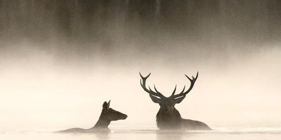 image - Le chant des forêts