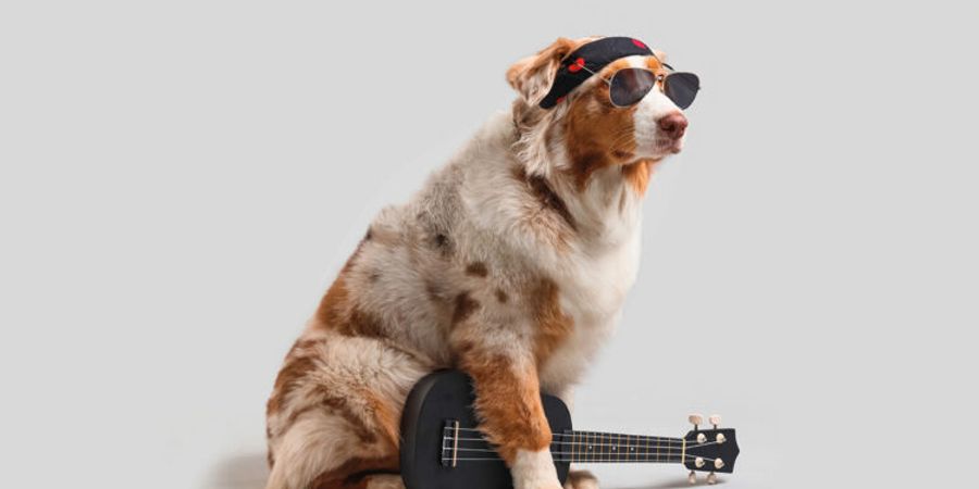 image - Cabaret à plumes et poils