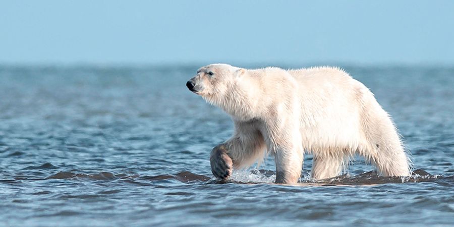 image - JARDIN EXTRAORDINAIRE - Le tour du monde des animaux